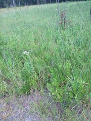 Rhynchospora ciliaris