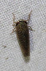 Chlorotettix necopinus