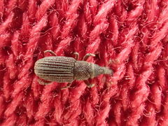 Dryophthorus americanus