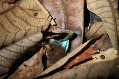 Astraptes