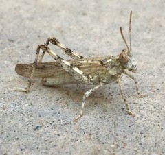Anconia integra