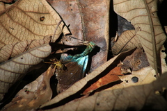 Astraptes