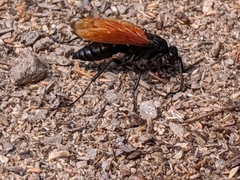 Calopompilus pyrrhomelas