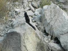 Otospermophilus variegatus couchii