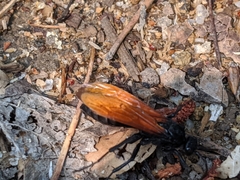 Calopompilus pyrrhomelas
