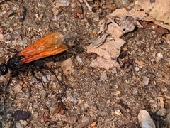 Calopompilus pyrrhomelas