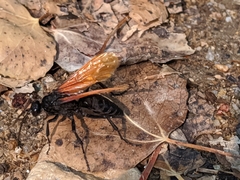 Calopompilus pyrrhomelas