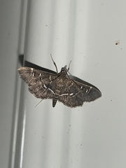 Diathrausta