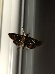 Diathrausta