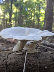 Fungi