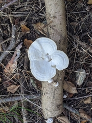 Fungi