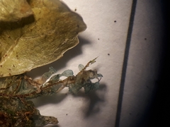 Metzgeria flavovirens