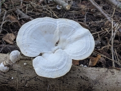 Fungi
