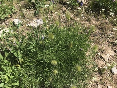 Clematis hirsutissima