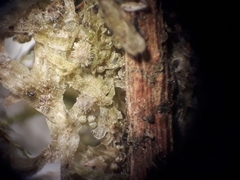 Metzgeria flavovirens