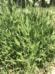 Clematis hirsutissima