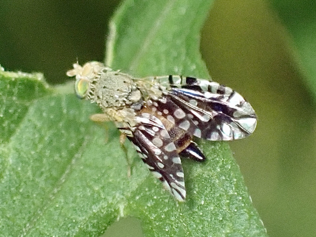Common Ragweed Fruit Fly