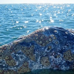 Cryptolepas rhachianecti