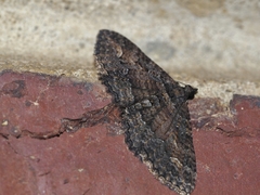 Eucymatoge scotodes