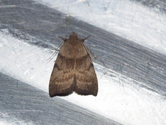 Uresiphita ornithopteralis