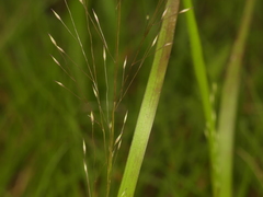 Panicum flexile