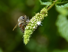 Apis mellifera