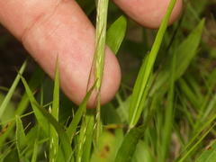 Panicum flexile