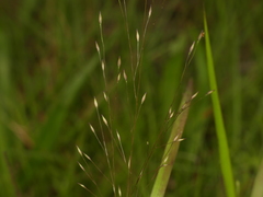 Panicum flexile