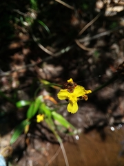 Xyris laxifolia iridifolia