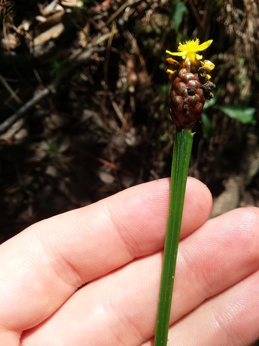 Image of Xyris laxifolia by (c) Will McFarland, some rights reserved (CC BY)