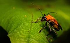 Chauliognathus dimidiatus