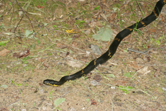 Elaphe schrenckii