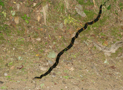 Elaphe schrenckii