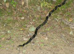 Elaphe schrenckii