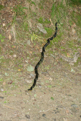 Elaphe schrenckii