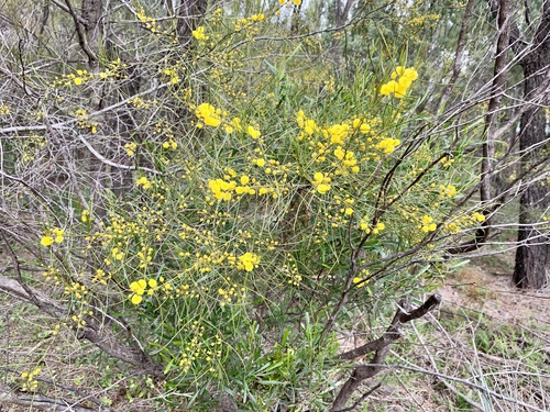Graceful Wattle (Acacia gracilifolia)