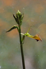 Cryptostylis ovata
