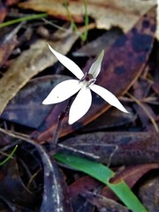 Caladenia saccharata
