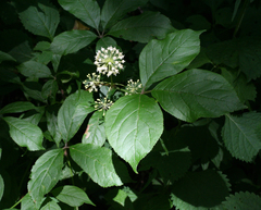 Eleutherococcus senticosus