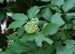 Eleutherococcus senticosus