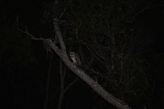 Tyto novaehollandiae