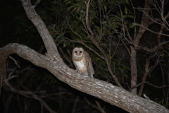 Tyto novaehollandiae