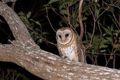 Tyto novaehollandiae