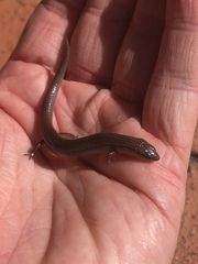 Calyptotis scutirostrum