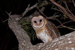 Tyto novaehollandiae