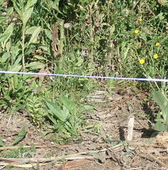 Haloragis erecta erecta