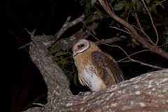 Tyto novaehollandiae