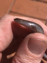 Calyptotis scutirostrum