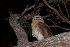 Tyto novaehollandiae