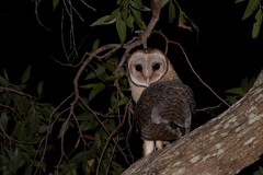 Tyto novaehollandiae